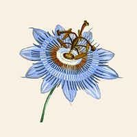 Hand drawn blue passion flower vintage illustration