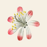 Vintage tarflower vector plant hand drawn illustration