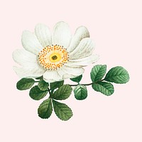 Vintage psd macartney rose flower hand drawn illustration