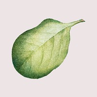 Hand drawn lingonberry leaf vintage illustration