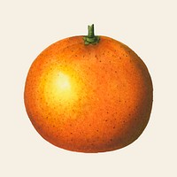 Vintage orange vector fruit hand drawn illustration