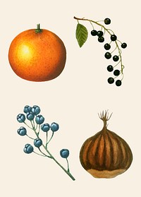 Vintage tropical fruit psd set hand drawn illustration