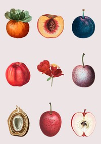 Fruit and flower set vintage illustration