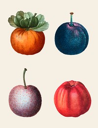 Vintage fruit vector set hand drawn illustration