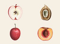 Vintage tropical fruit vector set hand drawn illustration