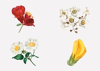 Hand drawn flower set vintage illustration