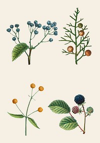 Vintage botanical vector set hand drawn illustration