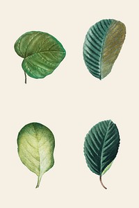 Vintage green leaf vector set hand drawn foliage