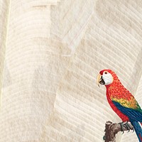 Macaw bird brown background text space