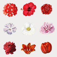 Colorful blooming flowers set vector close up