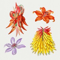 Colorful flowers set watercolor hand drawn 
