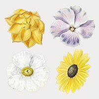 Colorful blooming flower set vector