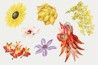 Colorful blooming flower set psd