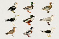 Vintage mixed ducks hand drawn bird collection