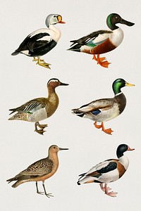 Vintage bird and duck illustration set