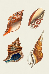 Psd sticker seashell vintage illustration set