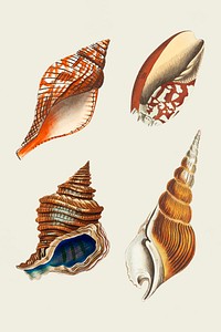 Hand drawn seashells vintage vector set