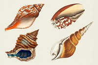 Vintage seashells colorful illustration set