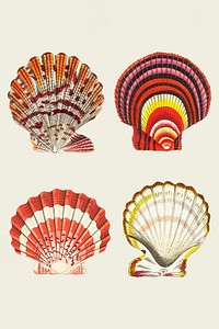 Hand drawn colorful seashells collection