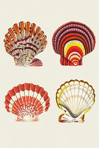 Vintage seashells psd colorful set