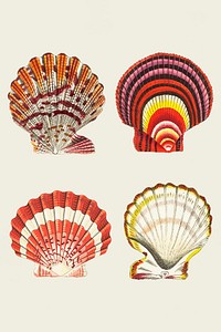 Vector seashells vintage colorful collection