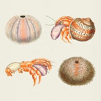 Vector sea animals colorful stickers vintage set