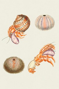 Psd sticker sea animals vintage illustration set