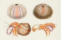 Vintage sea animals colorful illustration set