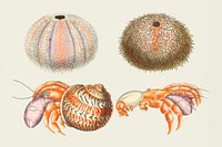 Colorful vector sea animals hand drawn vintage collection