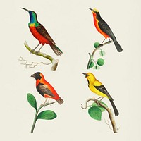 Colorful birds vintage illustration collection