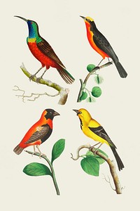 Vector birds vintage colorful collection