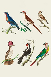 Hand drawn birds vintage vector set