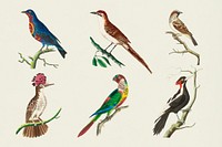 Psd sticker birds vintage illustration set