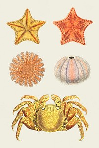 Hand drawn colorful marine life collection