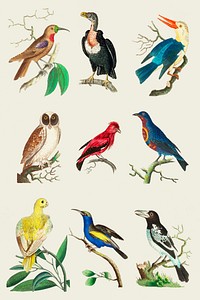 Hand drawn birds vintage colorful collection