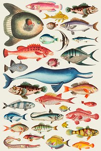 Hand drawn colorful fish collection