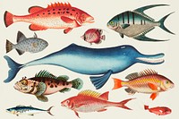 Hand drawn colorful fish collection