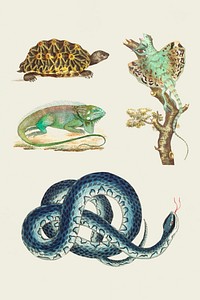 Colorful reptiles vintage illustration clipart set