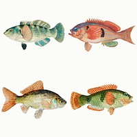 Multicolor fish antique clipart illustration