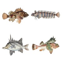 Marine life fish vector vintage sticker collection