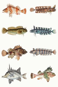 Vintage fish aquatic animal psd illustration collection