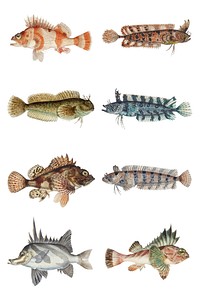 Vintage fish vector sea animal drawing collection