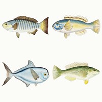 Vintage fish sea life illustration collection