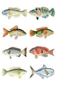 Ocean life fish vector vintage clipart illustration mixed