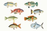 Colorful fish sea animal vintage illustration pack