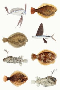 Vintage fish aquatic animals psd illustration mixed