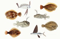 Sea life fish psd vintage clipart illustration collection