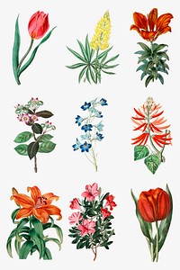 Blooming flowers psd hand drawn botanical illustration collection