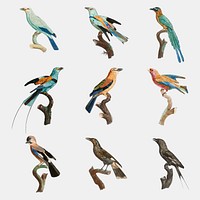 Vintage bird psd animal sticker set