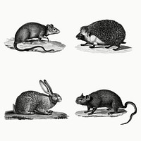 Vintage small animals illustration set